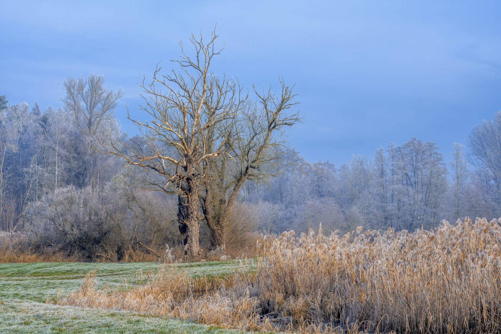 Winter scenic in a landscape conservation area called Goachat near Schrobenhausen (Bavaria, Germany)
