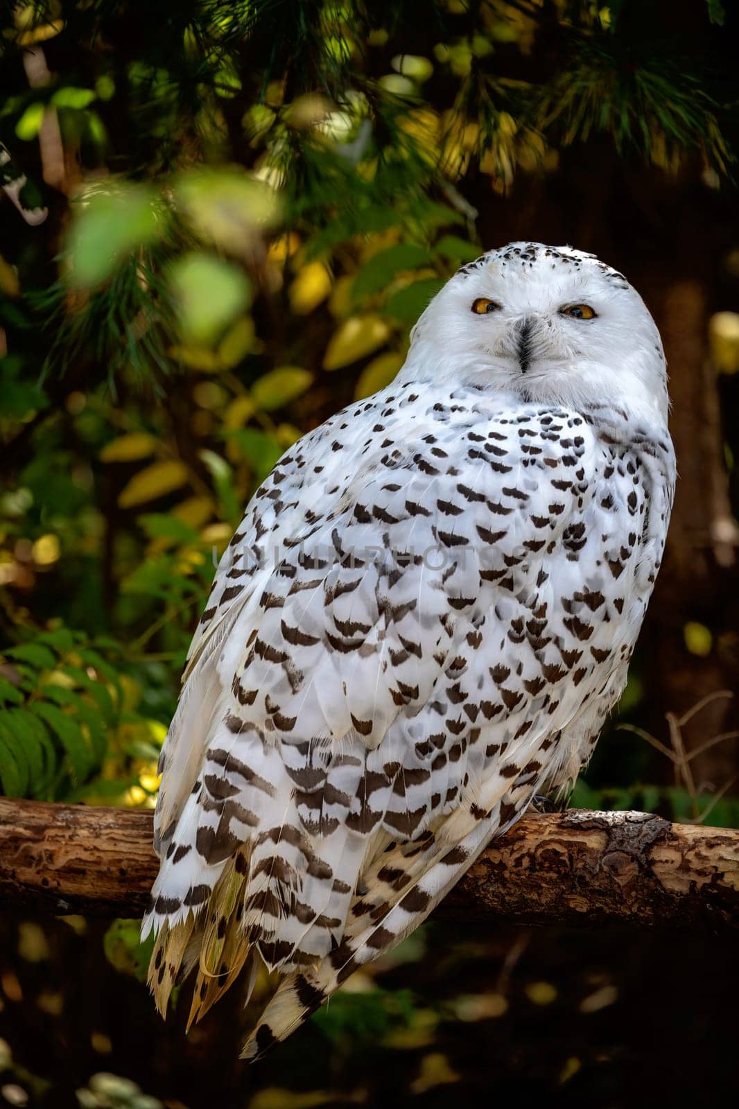 Closeup of a white snowy owl (Bubo scandiacus)