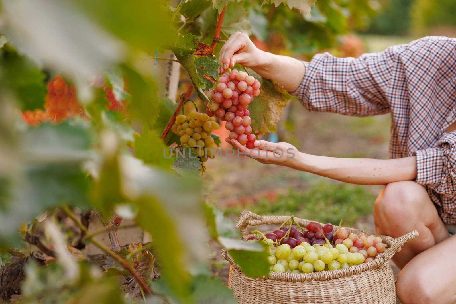 Woman harvesting ripe red grapes in vineyard, placing freshly picked fruit into a wicker basket during autumn.