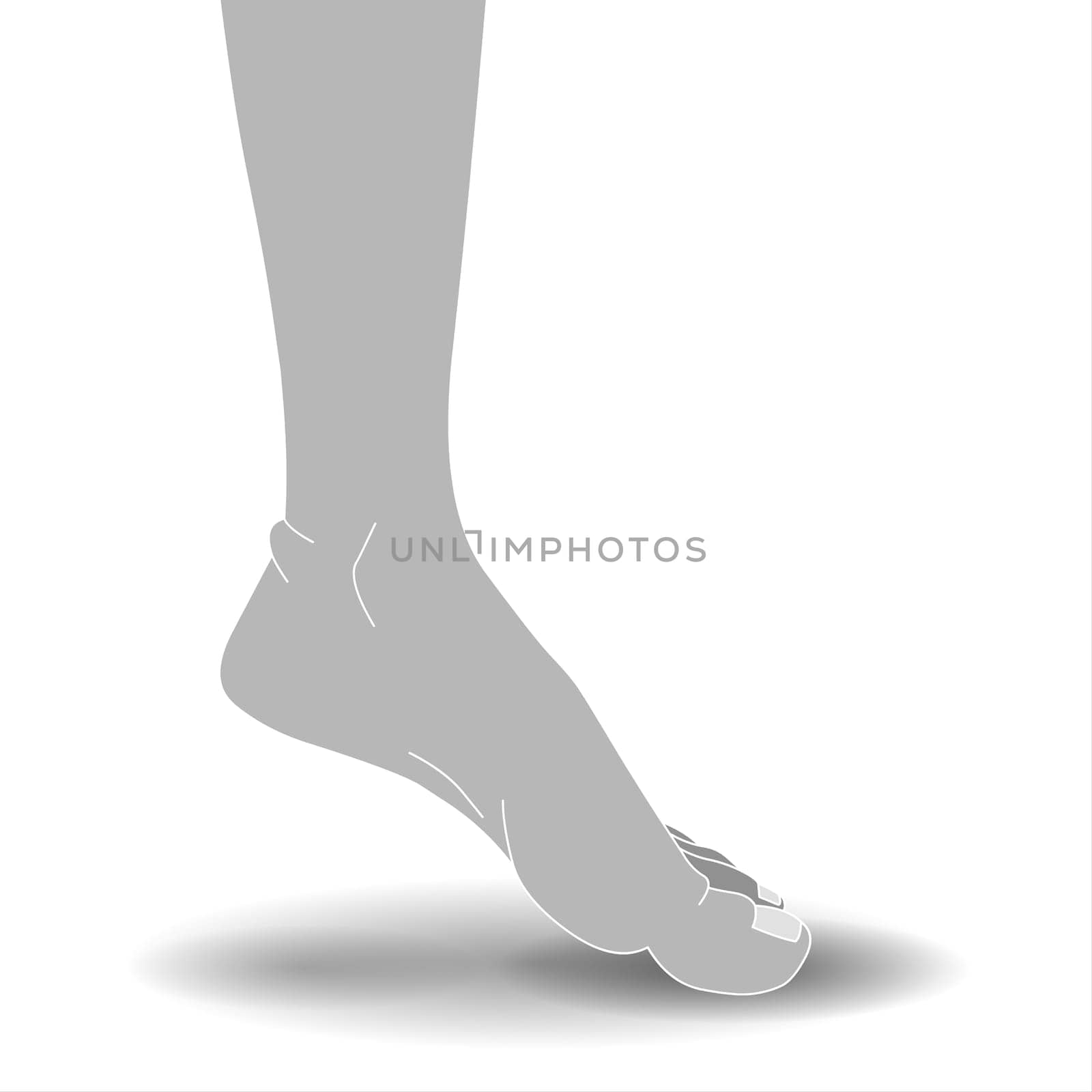 Illustration of a human foot on a white background with a shadow Vector Illustration