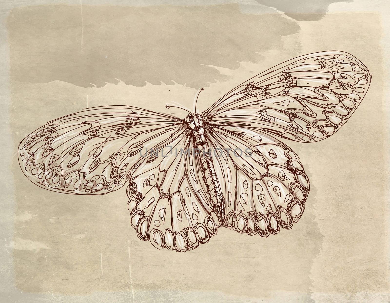 hand drawn illustrations portraits, animal objects and landscapes