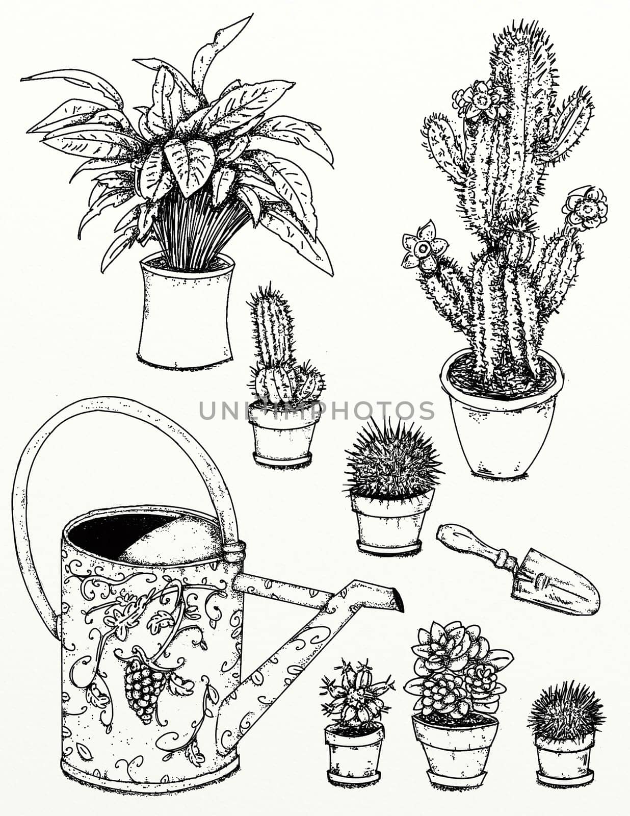 hand drawn illustrations portraits, animal objects and landscapes