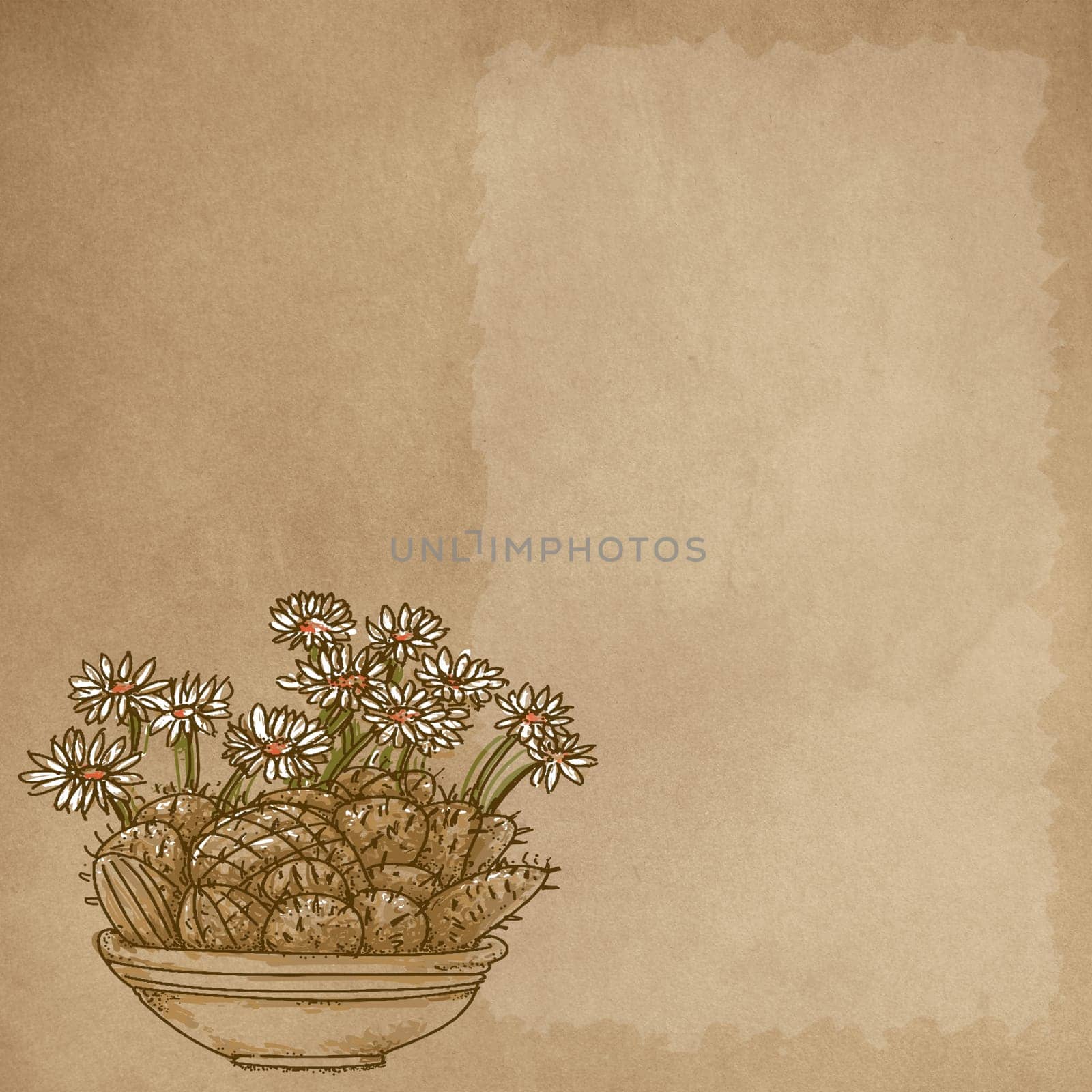 hand drawn illustrations portraits, animal objects and landscapes