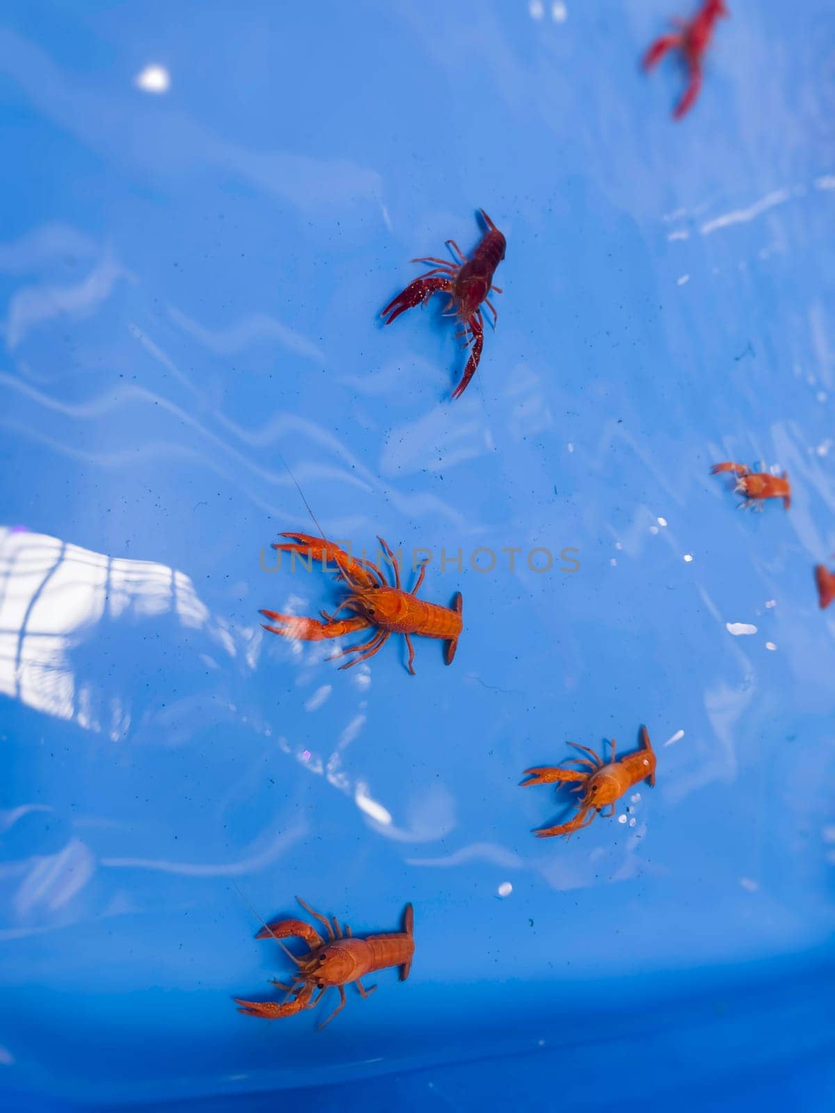Cherry fire red dwarf shrimps stay on blue tank, stock photo