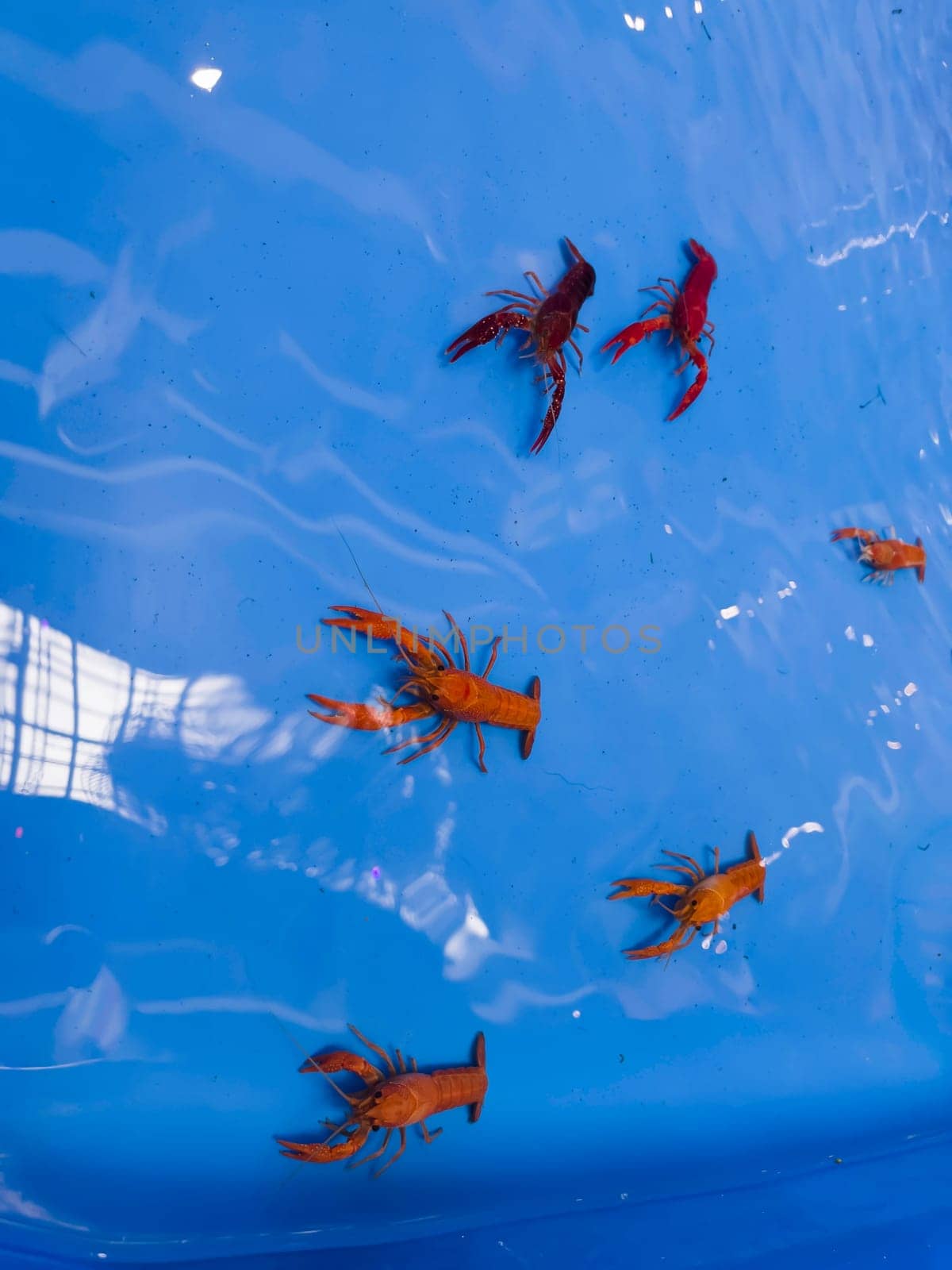 Cherry fire red dwarf shrimps stay on blue tank, stock photo