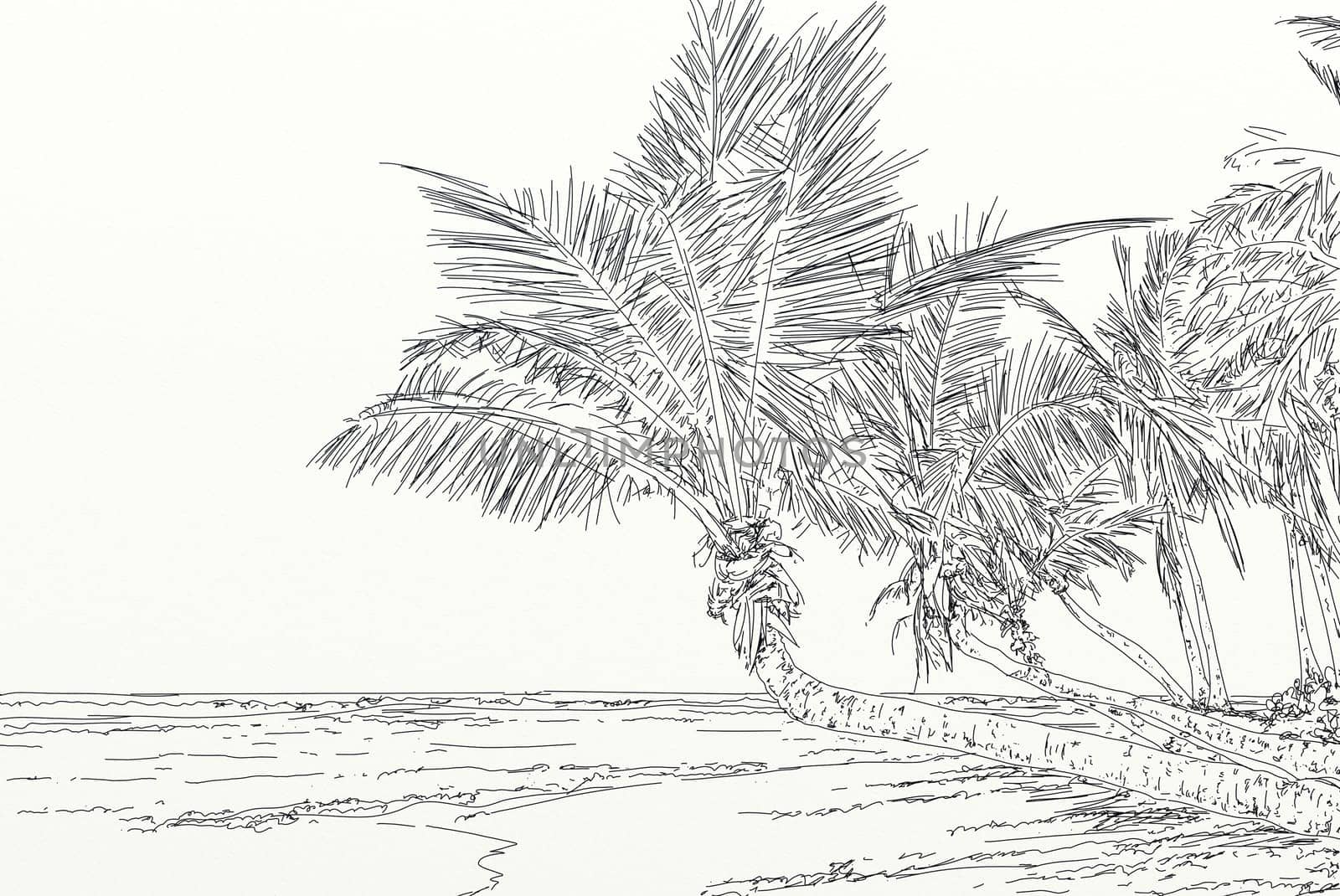 hand drawn illustrations portraits, animal objects and landscapes