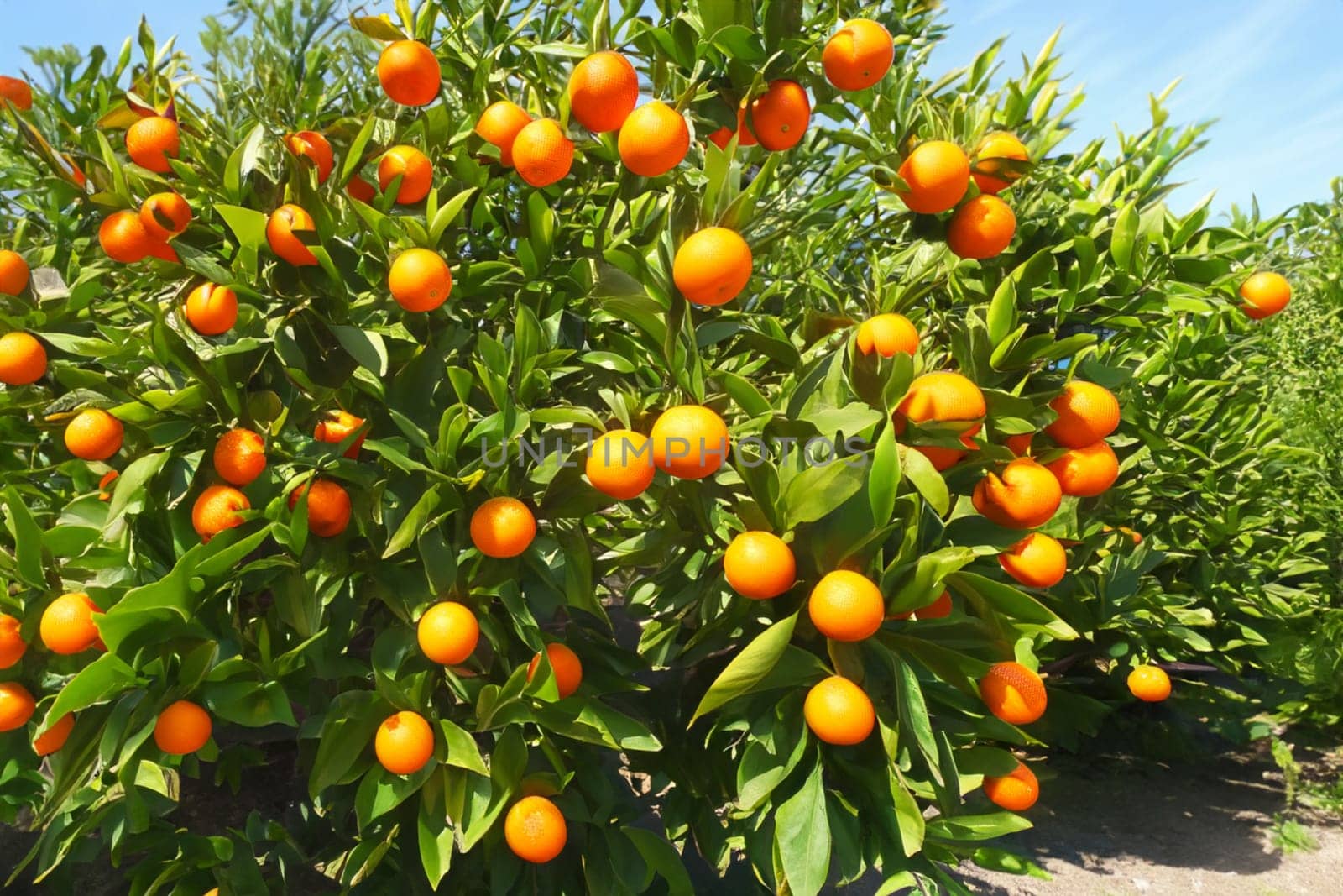 An image of an orange garden. An orange is a fruit of various citrus species in the family Rutaceae