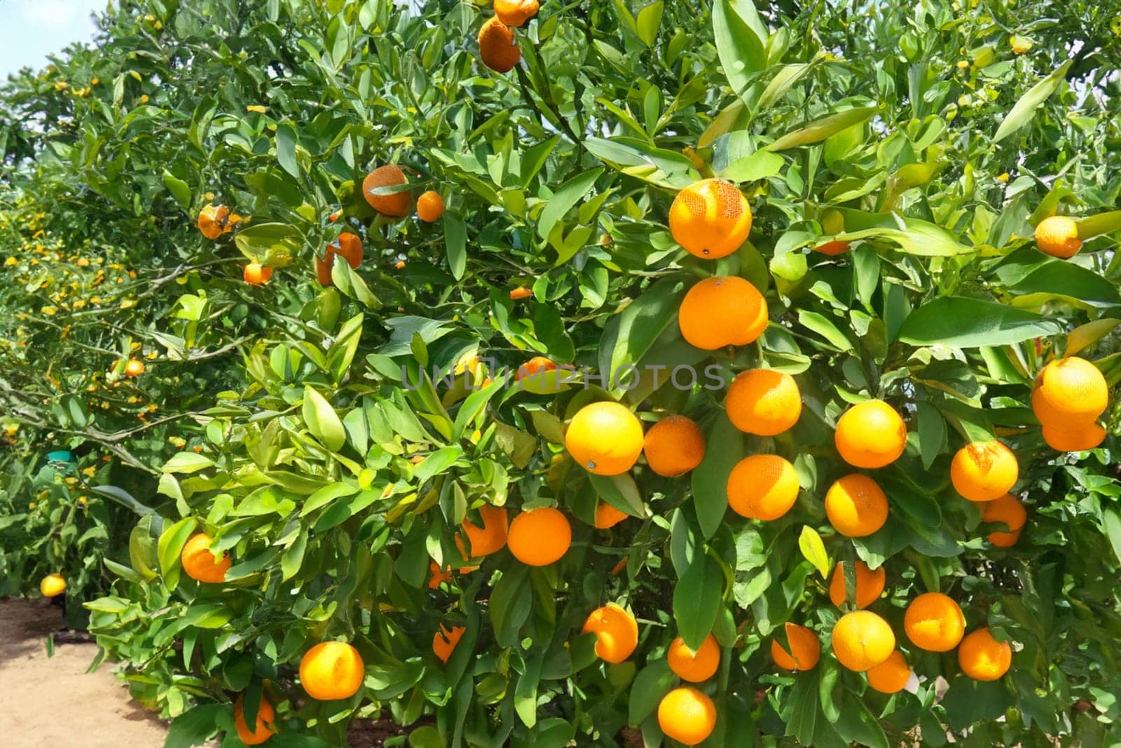 An image of an orange garden. An orange is a fruit of various citrus species in the family Rutaceae