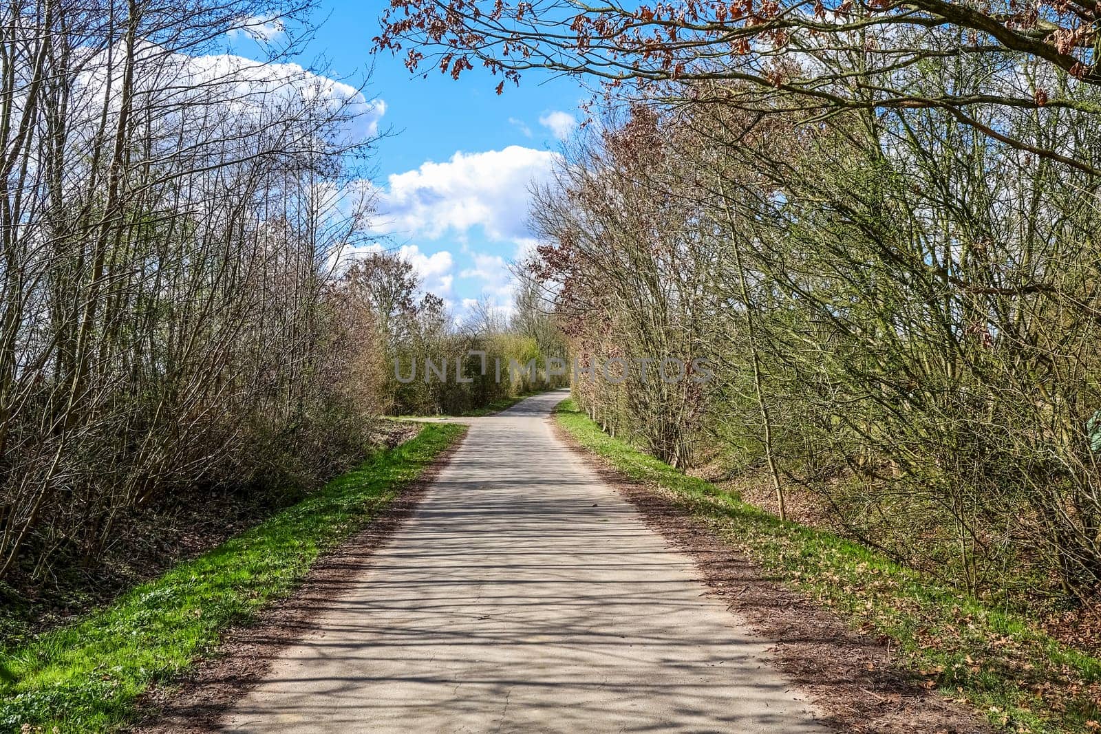 Paved road stretching through a rural landscape bordered by trees and grass in early spring, with a beautiful blue sky and white cumulus clouds