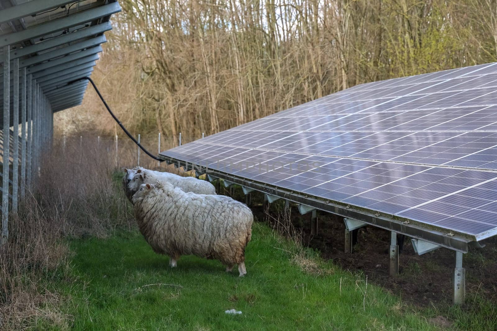 Two sheep grazing peacefully in a field next to a solar panel installation, showcasing the harmony between livestock farming and renewable energy