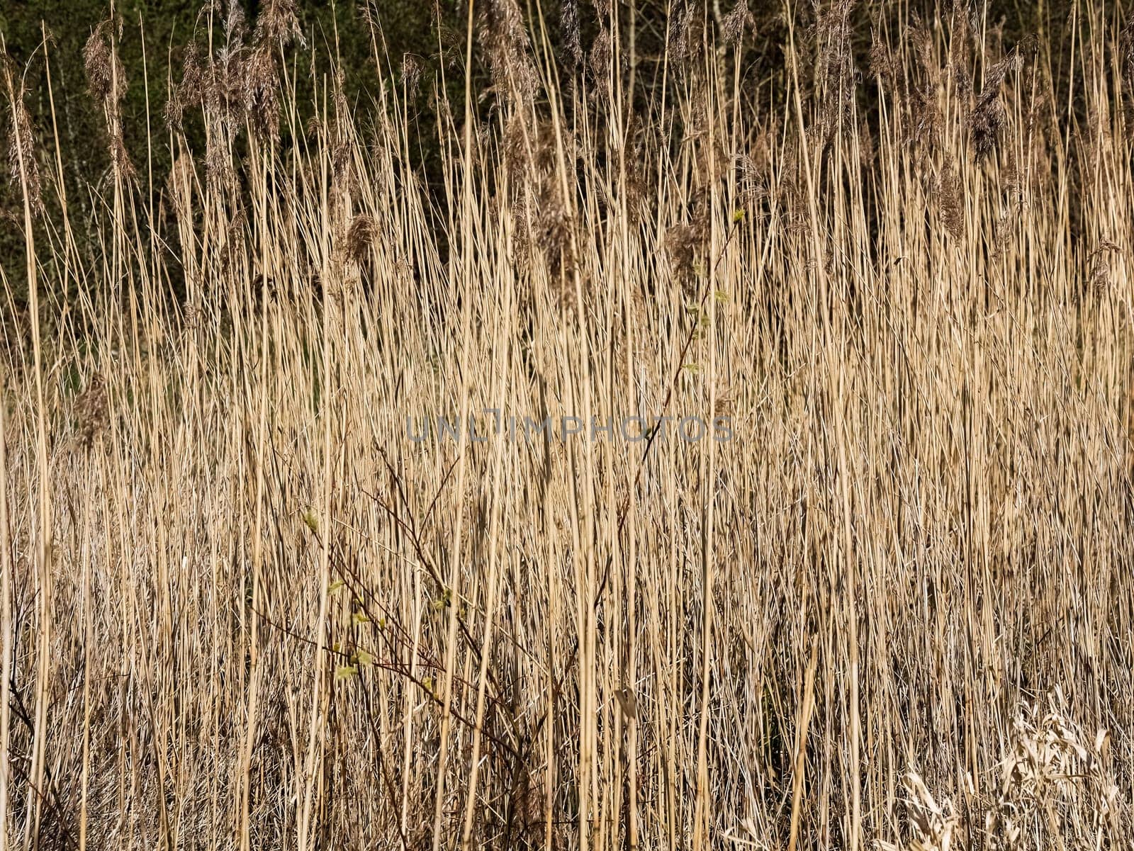 Dry common reeds rising in front of a lush green hedge under bright sunlight, creating a serene natural scene on a sunny day