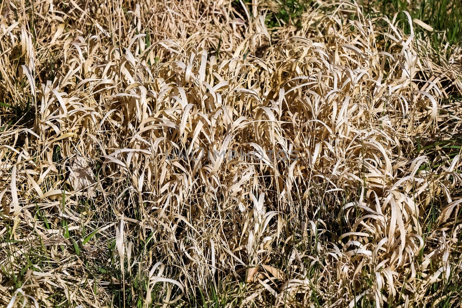 Dry grass growing in the meadow during autumn season, creating a beautiful natural texture