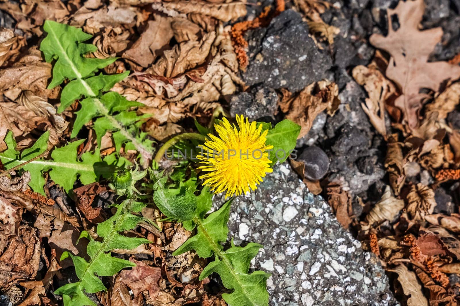 Yellow dandelion thriving in a crack of asphalt, surrounded by dry leaves, showcasing resilience and beauty in early spring