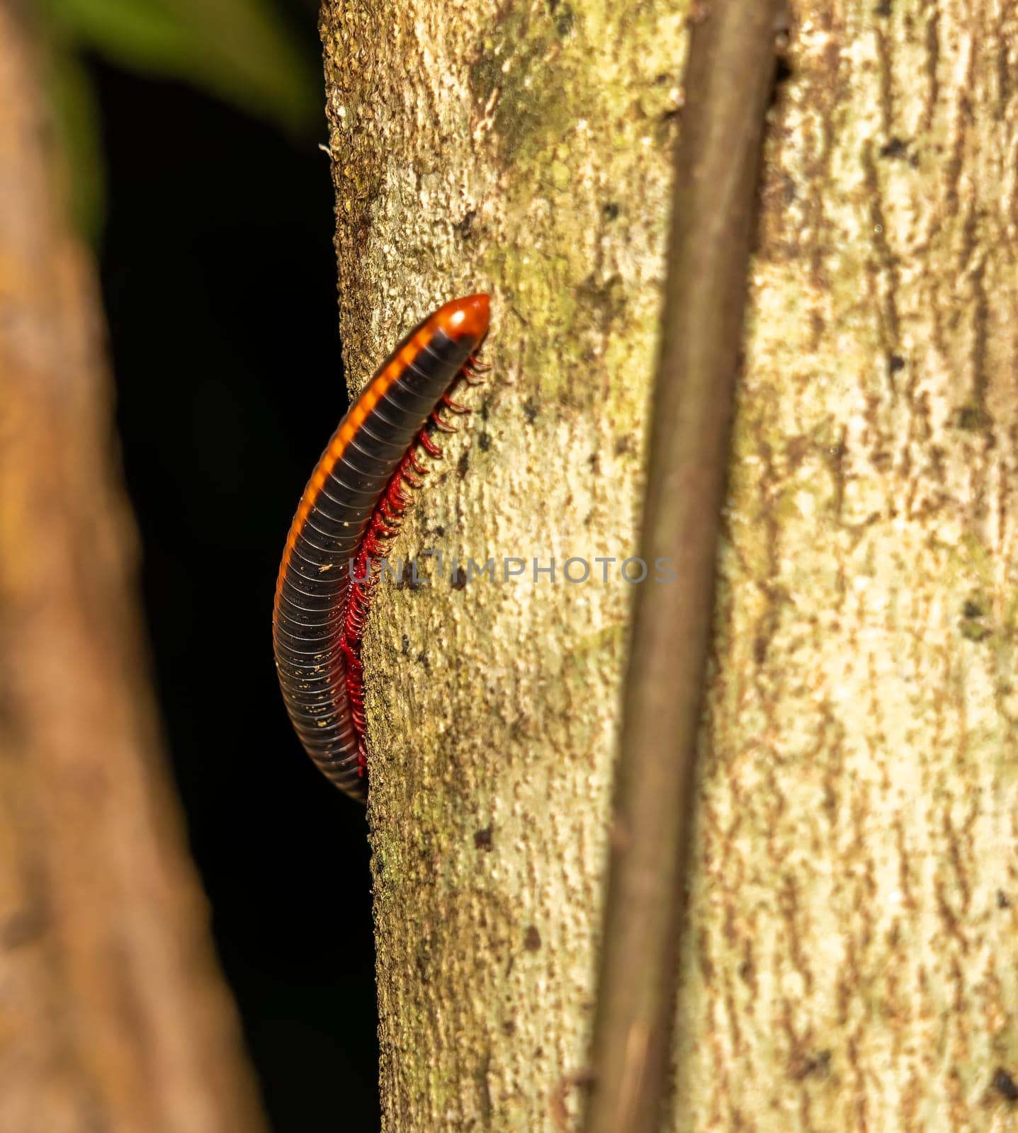 Bright orange and black millipede on tree in Gal Oya National Park, Sri Lanka.