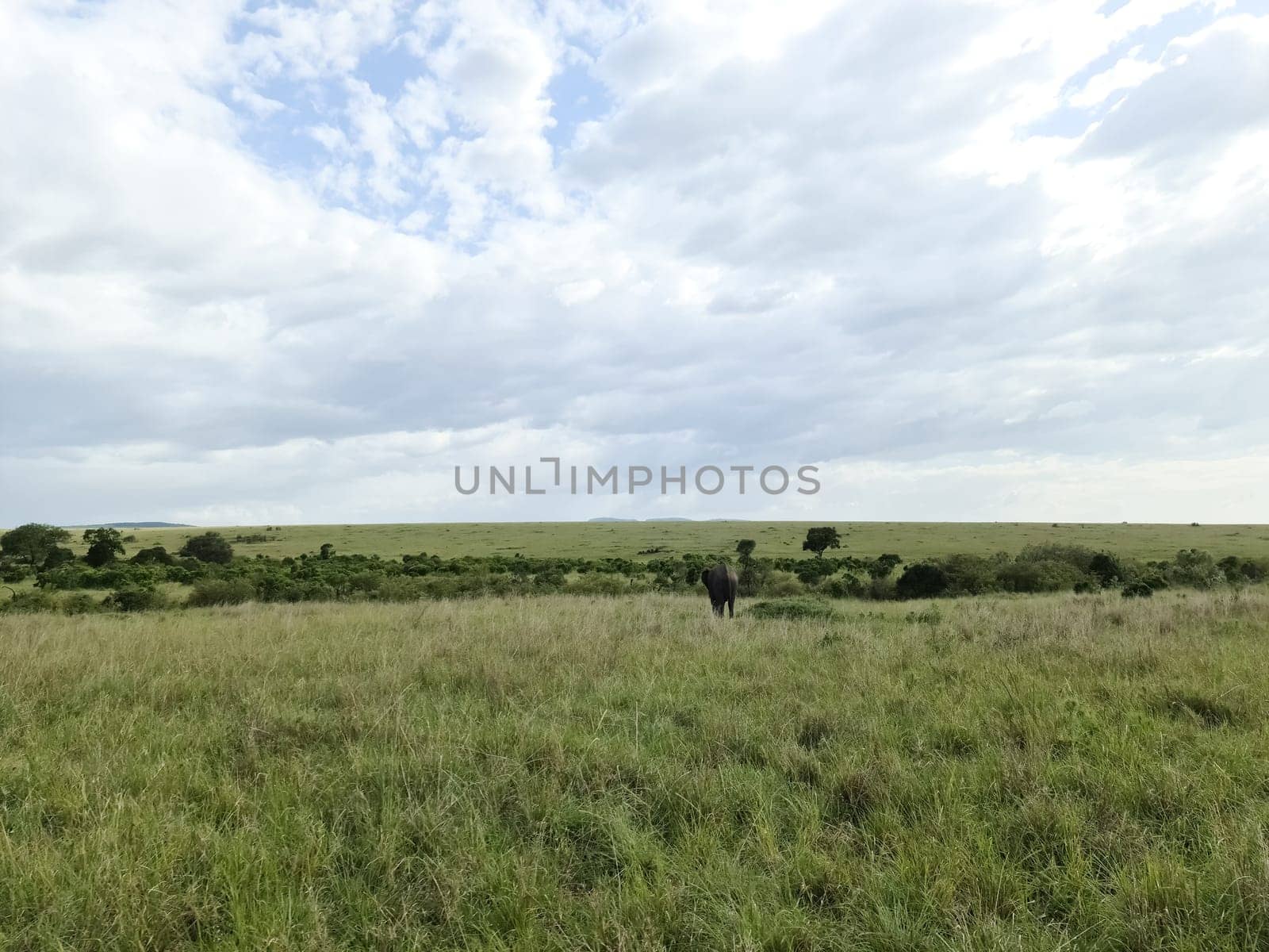 Vast African landscape featuring a solitary buffalo grazing peacefully in the expansive savannah of Kenya, surrounded by stunning scenery