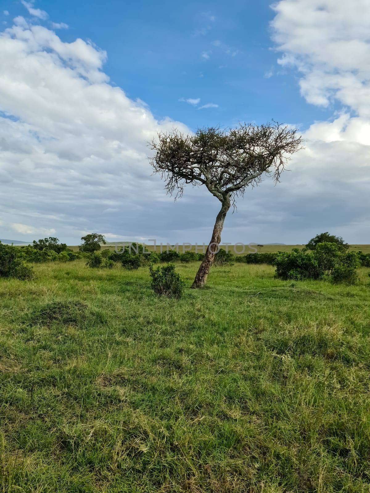 Typical landscape of the Masai Mara National Reserve in Kenya, showing an acacia tree growing on the savanna