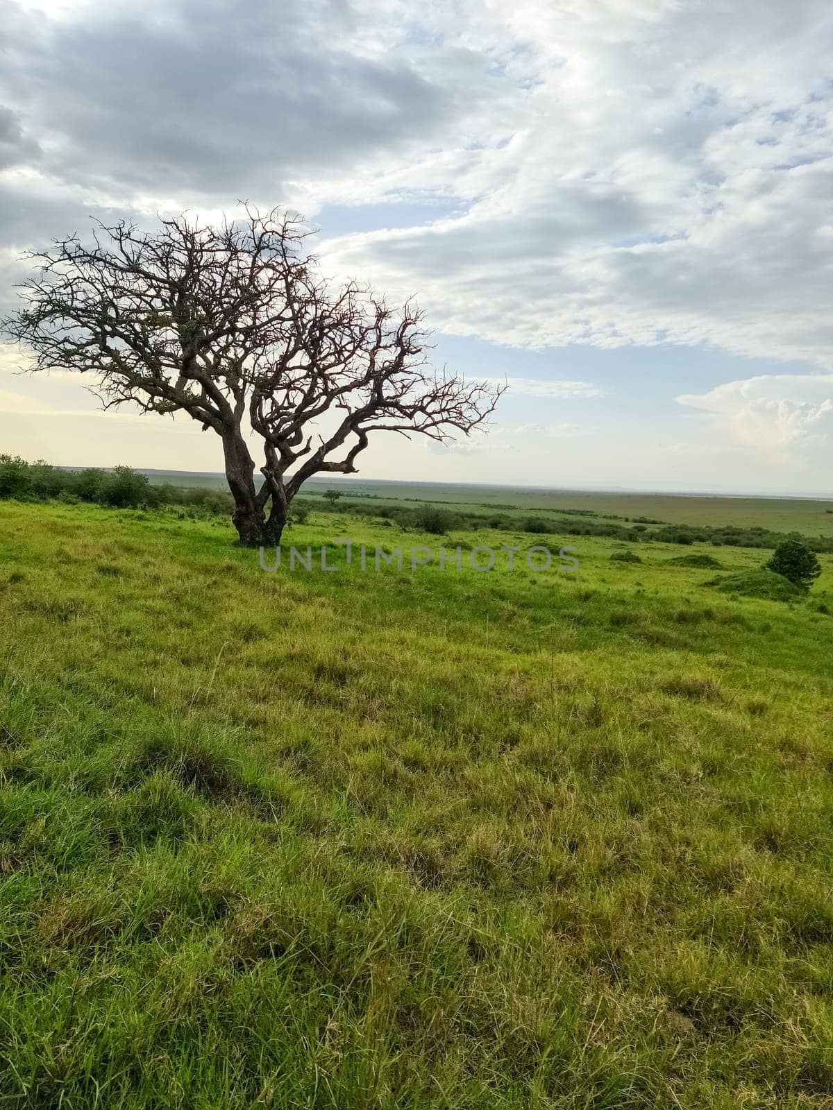Dry tree is standing in the middle of the african savanna in Kenya, with green grass and cloudy sky