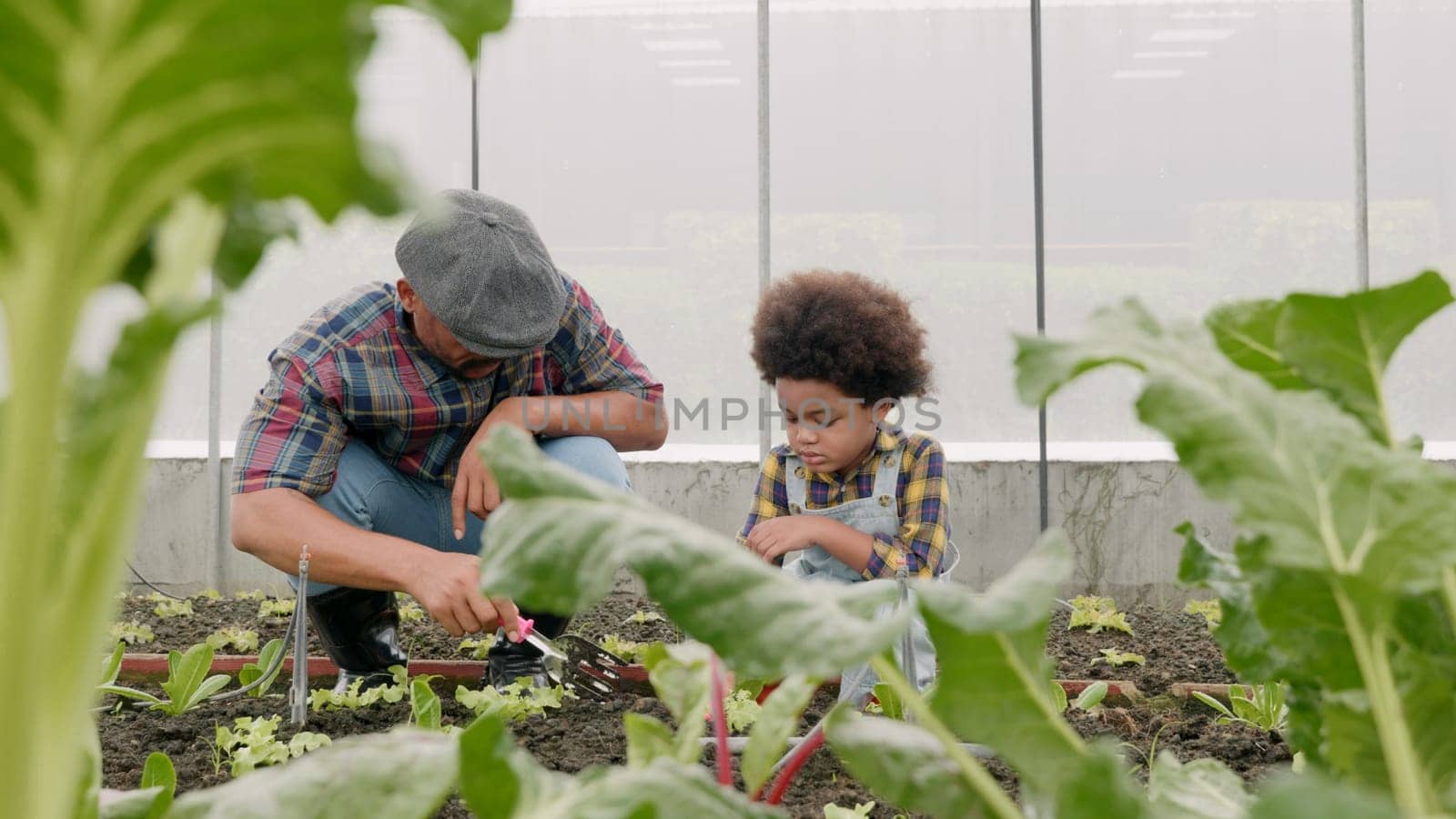 Father and son gardening together planting strawberry plants in the garden, Man and child boy gardening in vegetable in the backyard, family and single mom relax outdoor activities