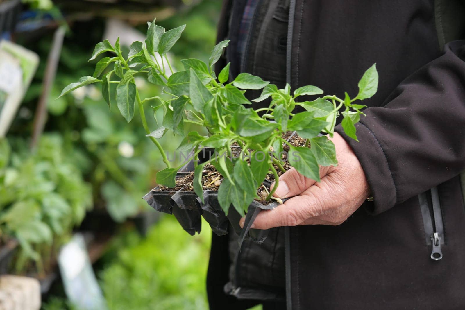 A person holds a tray of young green plants at a garden center.