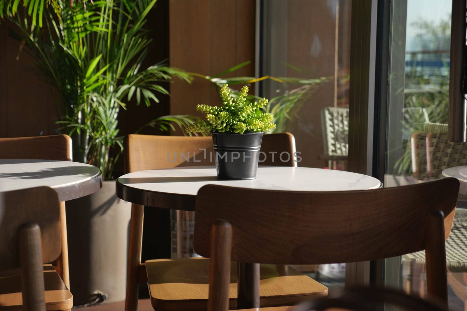 cafe interior with potted plant on table during bright daylight.