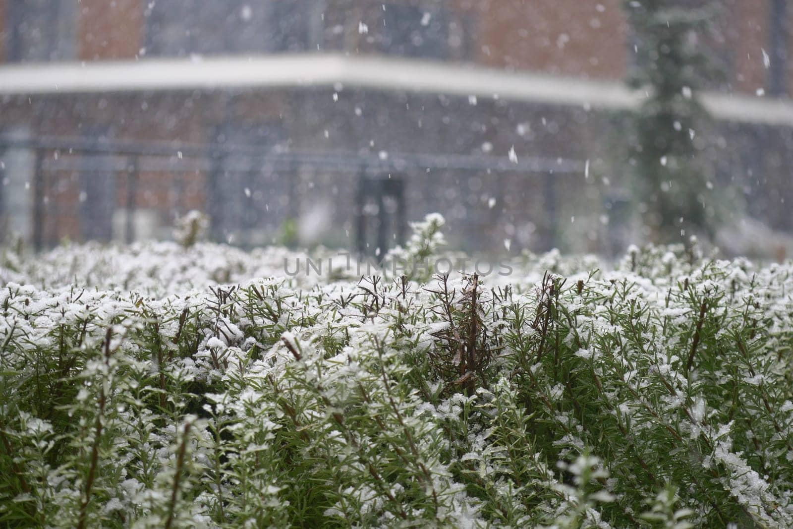 Snow falls gently over a field of green plants in an urban area.
