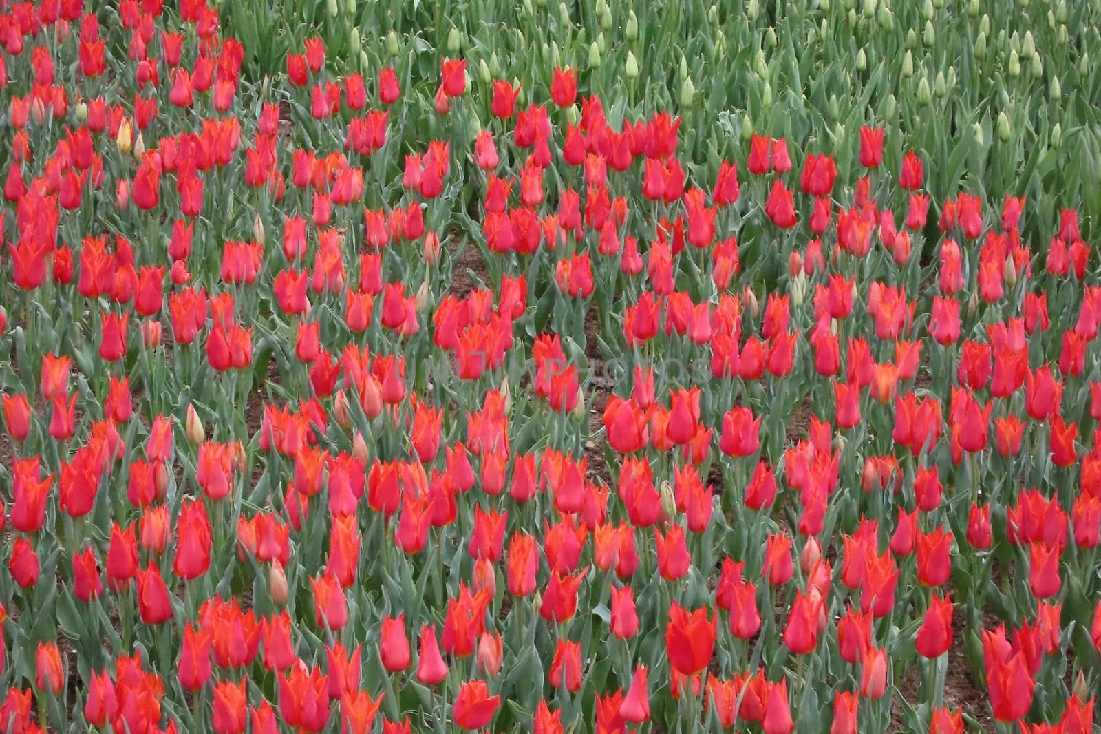 A captivating image of vibrant tulips in full bloom during April, bathed in gentle sunlight. This stunning floral display showcases the beauty of nature and the arrival of spring, perfect for themes of renewal, elegance, and seasonal charm.