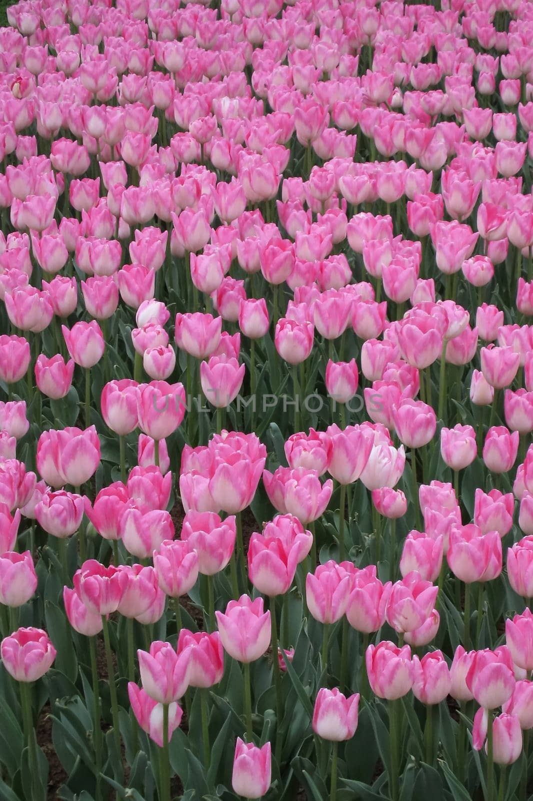 A captivating image of vibrant tulips in full bloom during April, bathed in gentle sunlight. This stunning floral display showcases the beauty of nature and the arrival of spring, perfect for themes of renewal, elegance, and seasonal charm.
