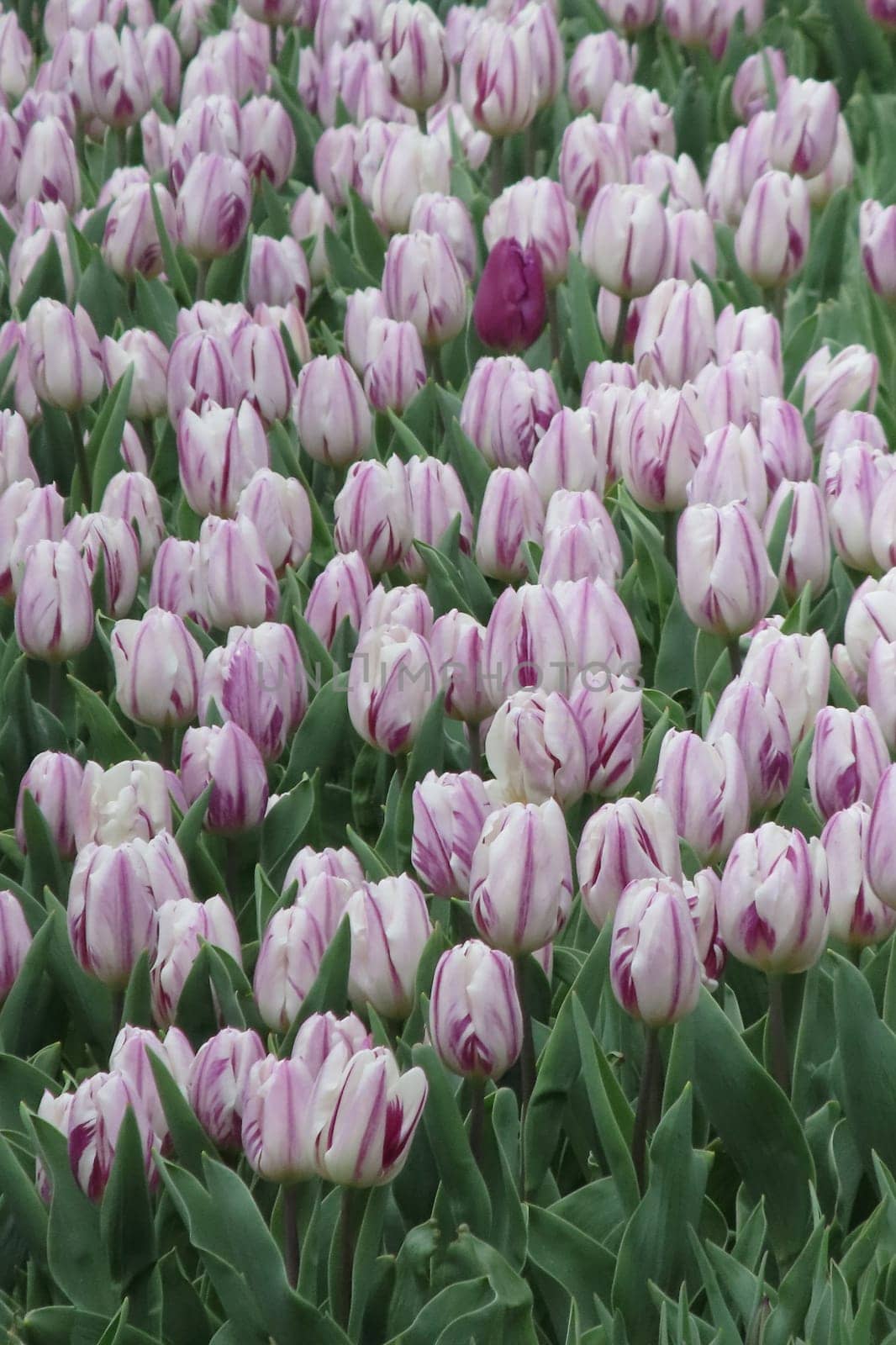 A captivating image of vibrant tulips in full bloom during April, bathed in gentle sunlight. This stunning floral display showcases the beauty of nature and the arrival of spring, perfect for themes of renewal, elegance, and seasonal charm.