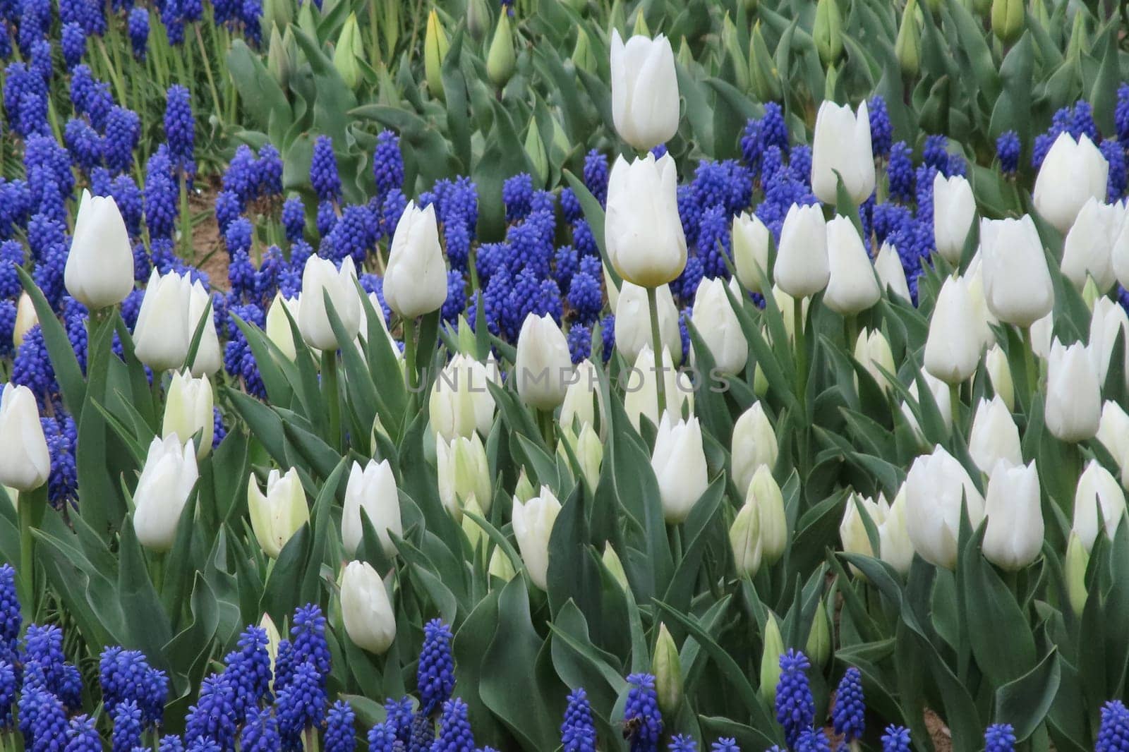 A captivating image of vibrant tulips in full bloom during April, bathed in gentle sunlight. This stunning floral display showcases the beauty of nature and the arrival of spring, perfect for themes of renewal, elegance, and seasonal charm.