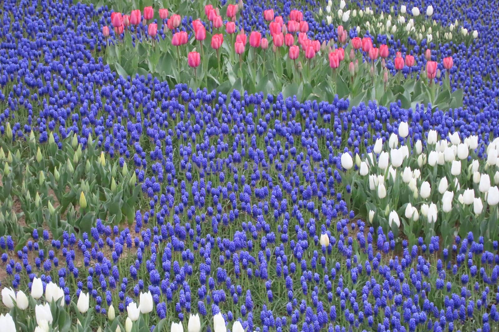 A captivating image of vibrant tulips in full bloom during April, bathed in gentle sunlight. This stunning floral display showcases the beauty of nature and the arrival of spring, perfect for themes of renewal, elegance, and seasonal charm.
