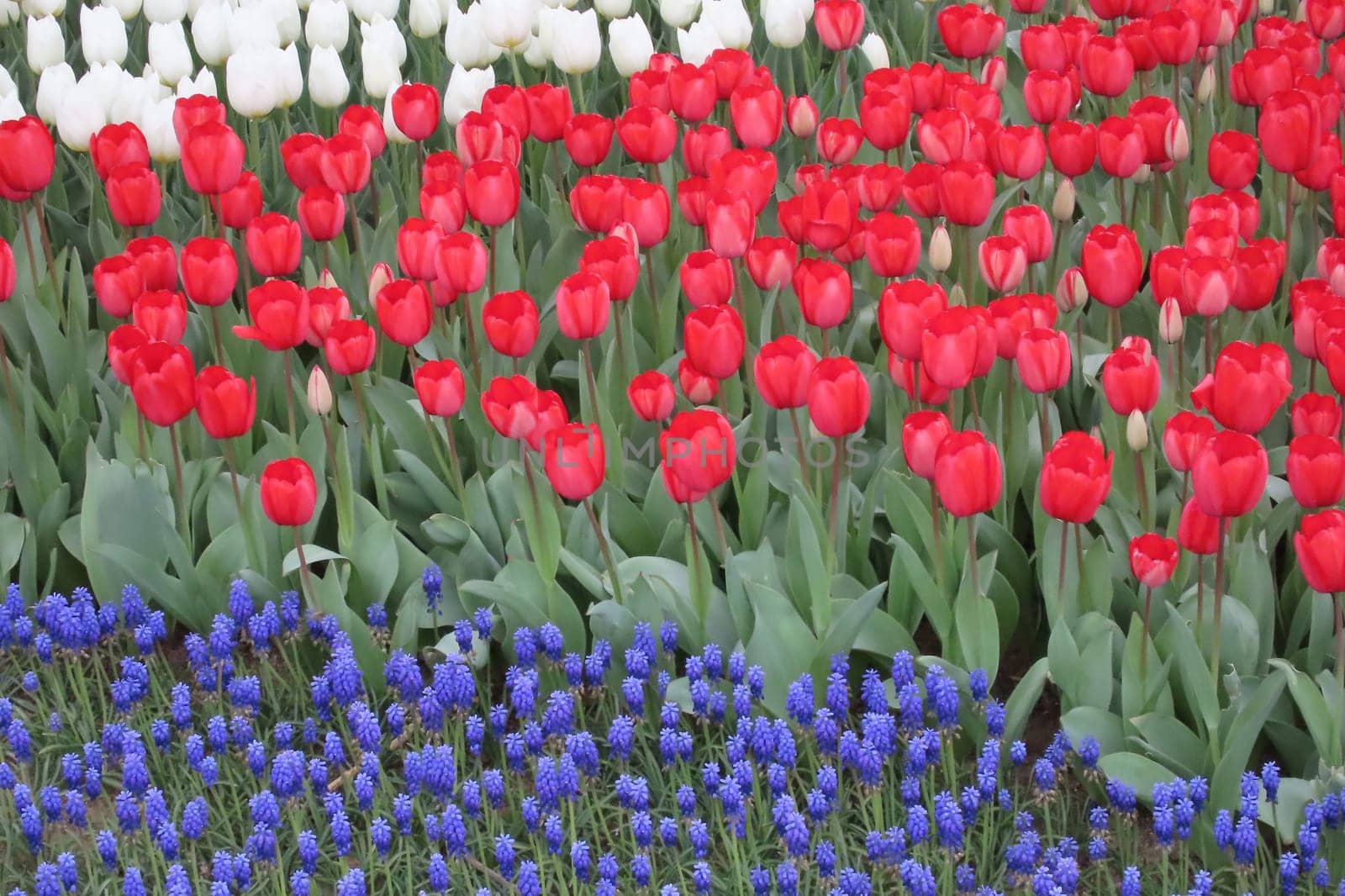 A captivating image of vibrant tulips in full bloom during April, bathed in gentle sunlight. This stunning floral display showcases the beauty of nature and the arrival of spring, perfect for themes of renewal, elegance, and seasonal charm.