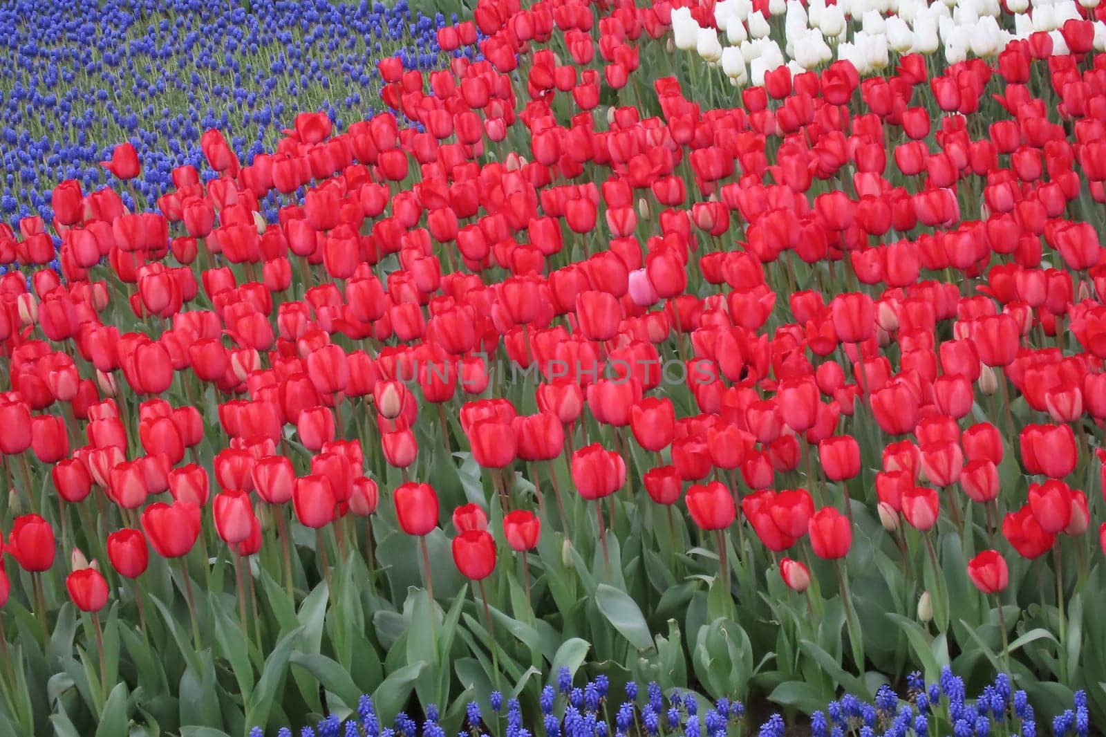 A captivating image of vibrant tulips in full bloom during April, bathed in gentle sunlight. This stunning floral display showcases the beauty of nature and the arrival of spring, perfect for themes of renewal, elegance, and seasonal charm.