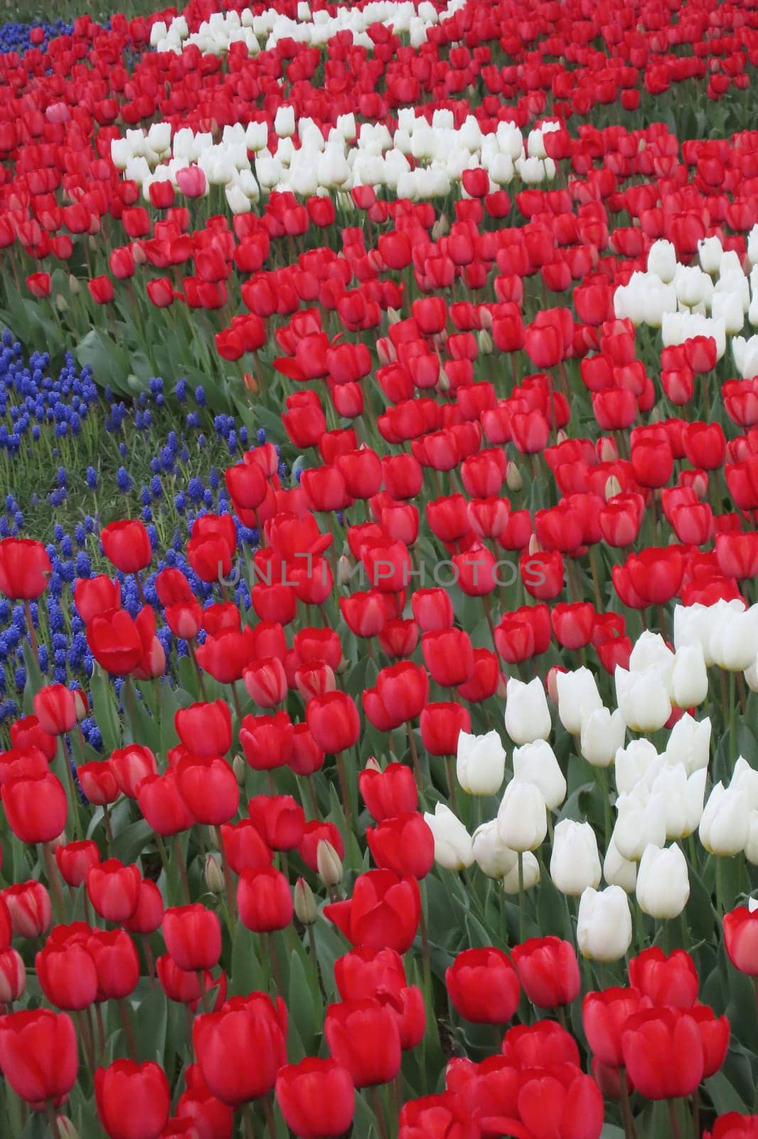 A captivating image of vibrant tulips in full bloom during April, bathed in gentle sunlight. This stunning floral display showcases the beauty of nature and the arrival of spring, perfect for themes of renewal, elegance, and seasonal charm.