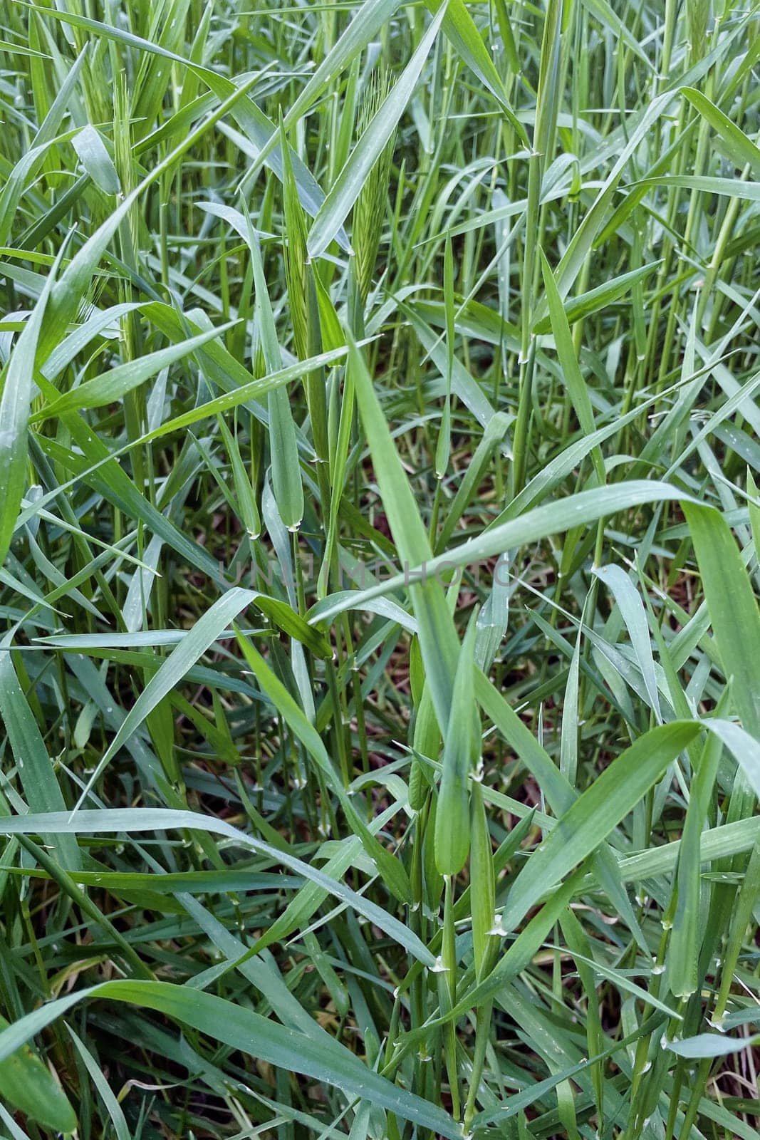A detailed view of lush green wheat plants growing densely in a field, captured during the early stage of head development. The vibrant blades and forming ears indicate a healthy crop and a thriving agricultural environment.