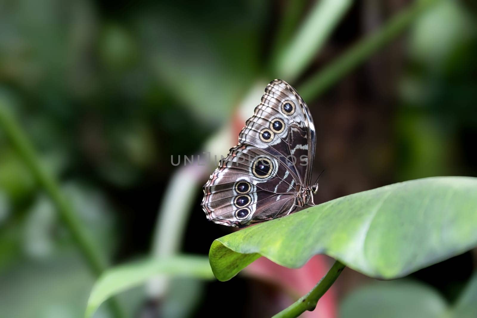 Owl Butterfly (Caligo memnon) posing on green plant. Horizontally. 