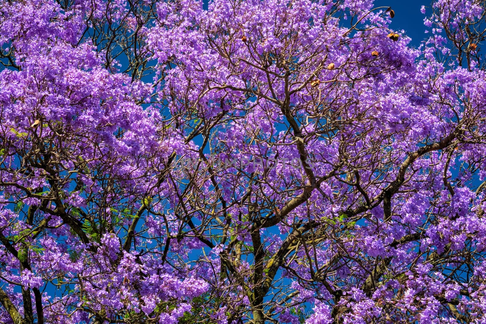 Vibrant Jacaranda Tree in Full Bloom with Purple Flowers Against a Deep Blue Sky