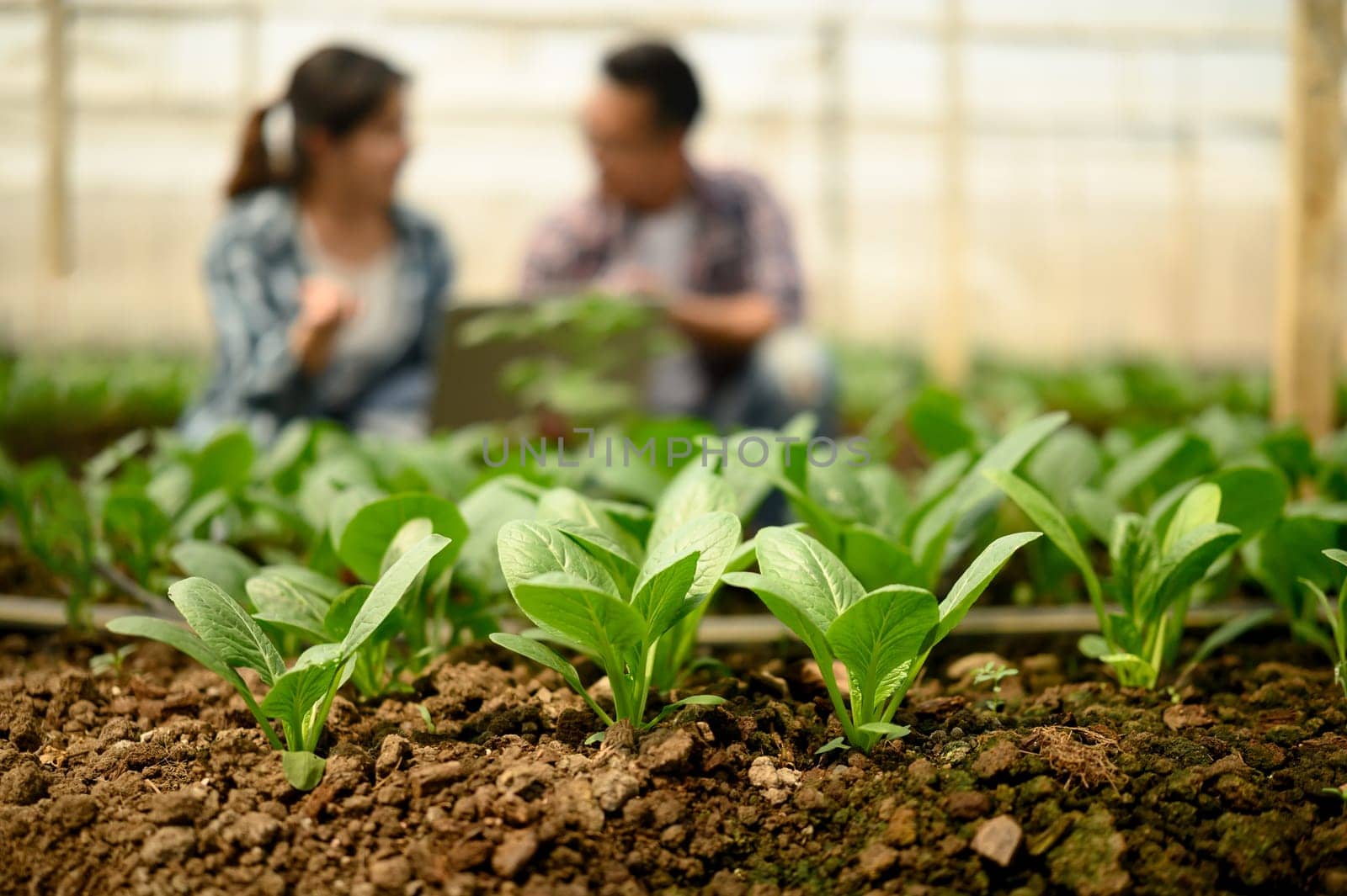 Close up shot of young vegetable seedlings growing in organic greenhouse.
