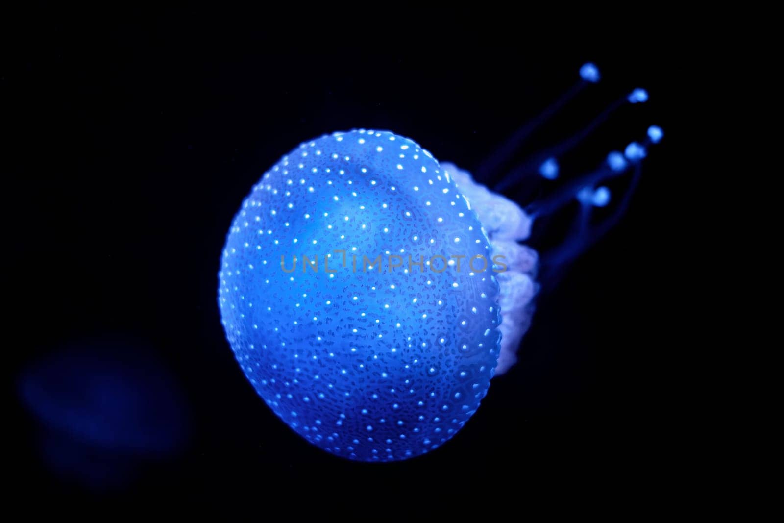 Bioluminescent Jellyfish Phyllorhiza punctata white-spotted jellyfish aka floating bell, Australian spotted jellyfish luminescent underwater