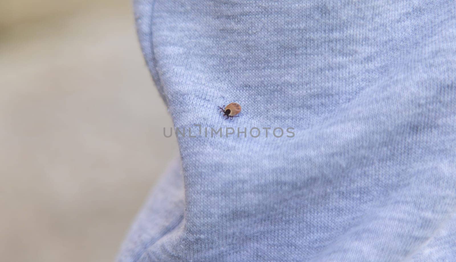 Tick on human clothing. Selective focus. Nature human