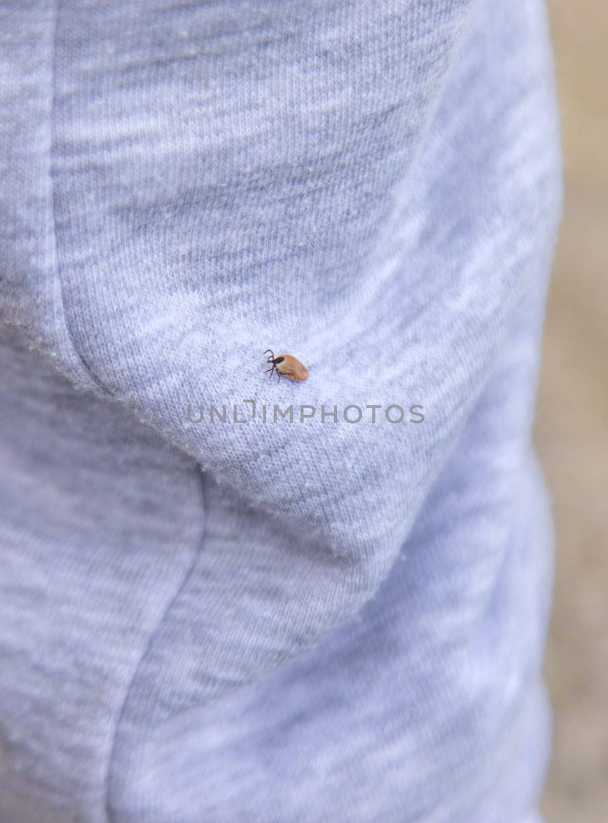 Tick on human clothing. Selective focus. Nature human
