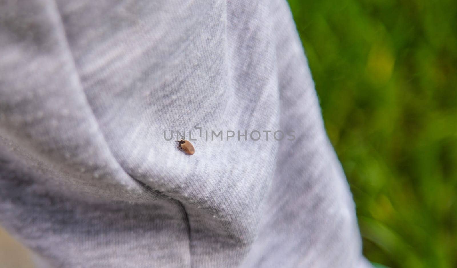Tick on human clothing. Selective focus. Nature human