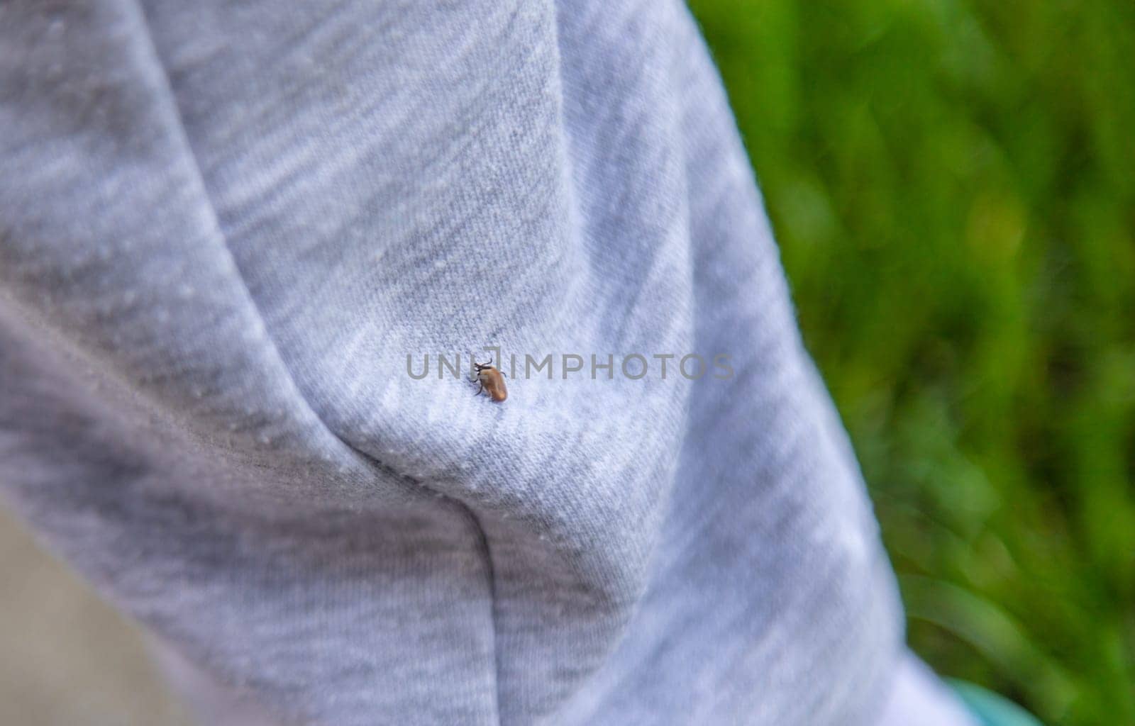 Tick on human clothing. Selective focus. Nature human