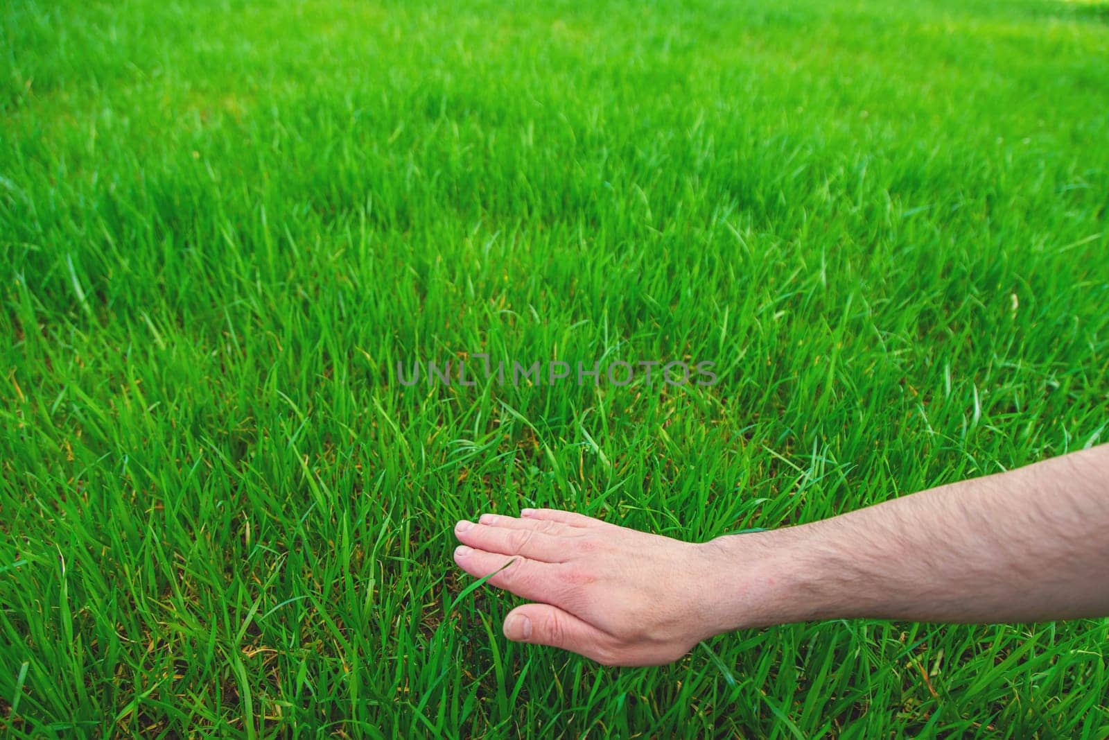 Lawn grass close-up in the yard. Selective focus. Nature.