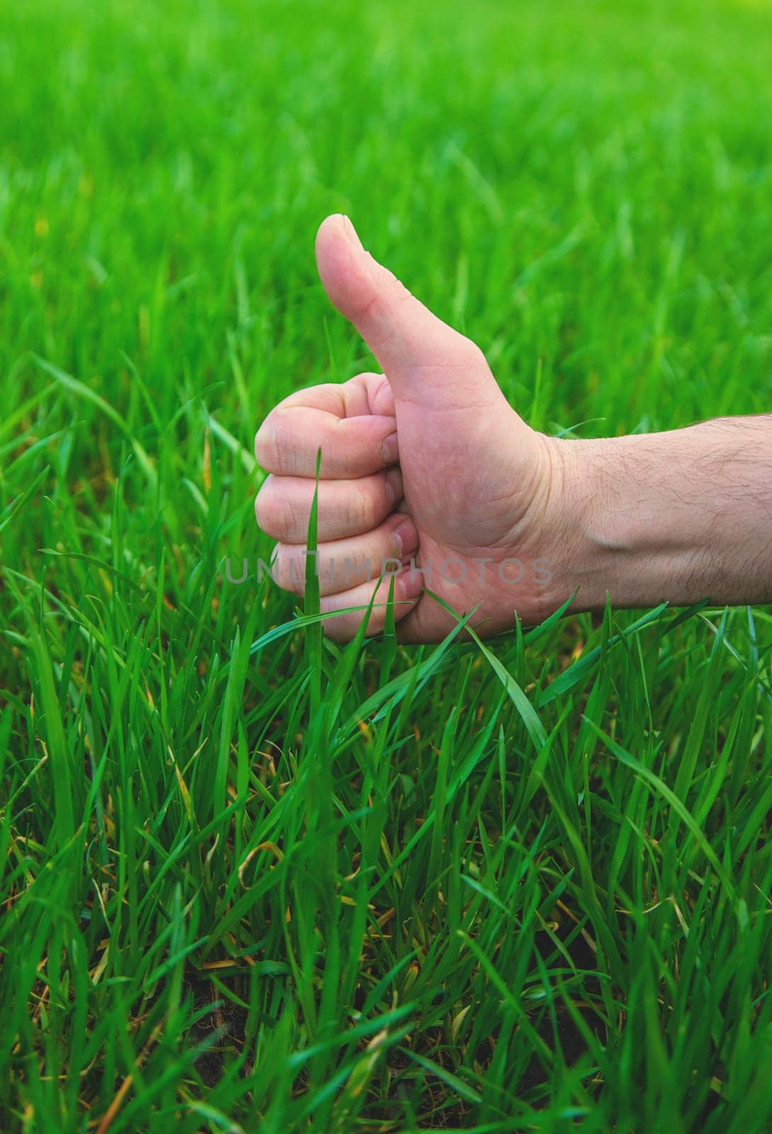 Lawn grass close-up in the yard. Selective focus. Nature.