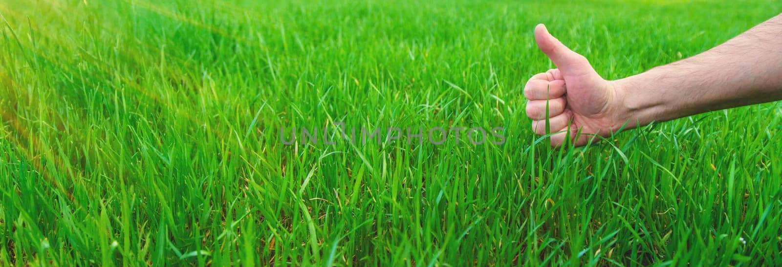 Lawn grass close-up in the yard. Selective focus. Nature.