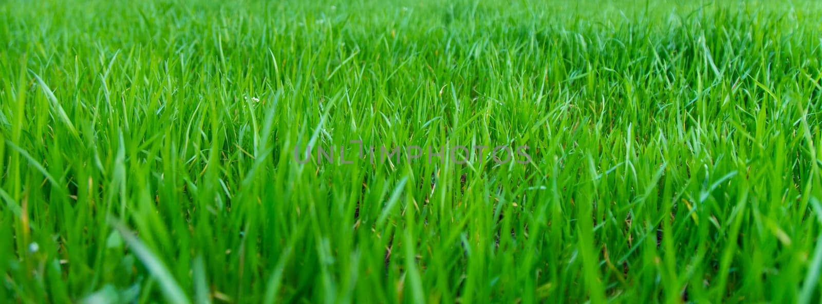 Lawn grass close-up in the yard. Selective focus. Nature.
