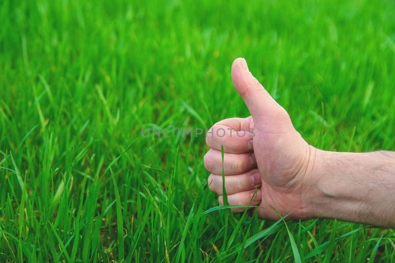 Lawn grass close-up in the yard. Selective focus. Nature.