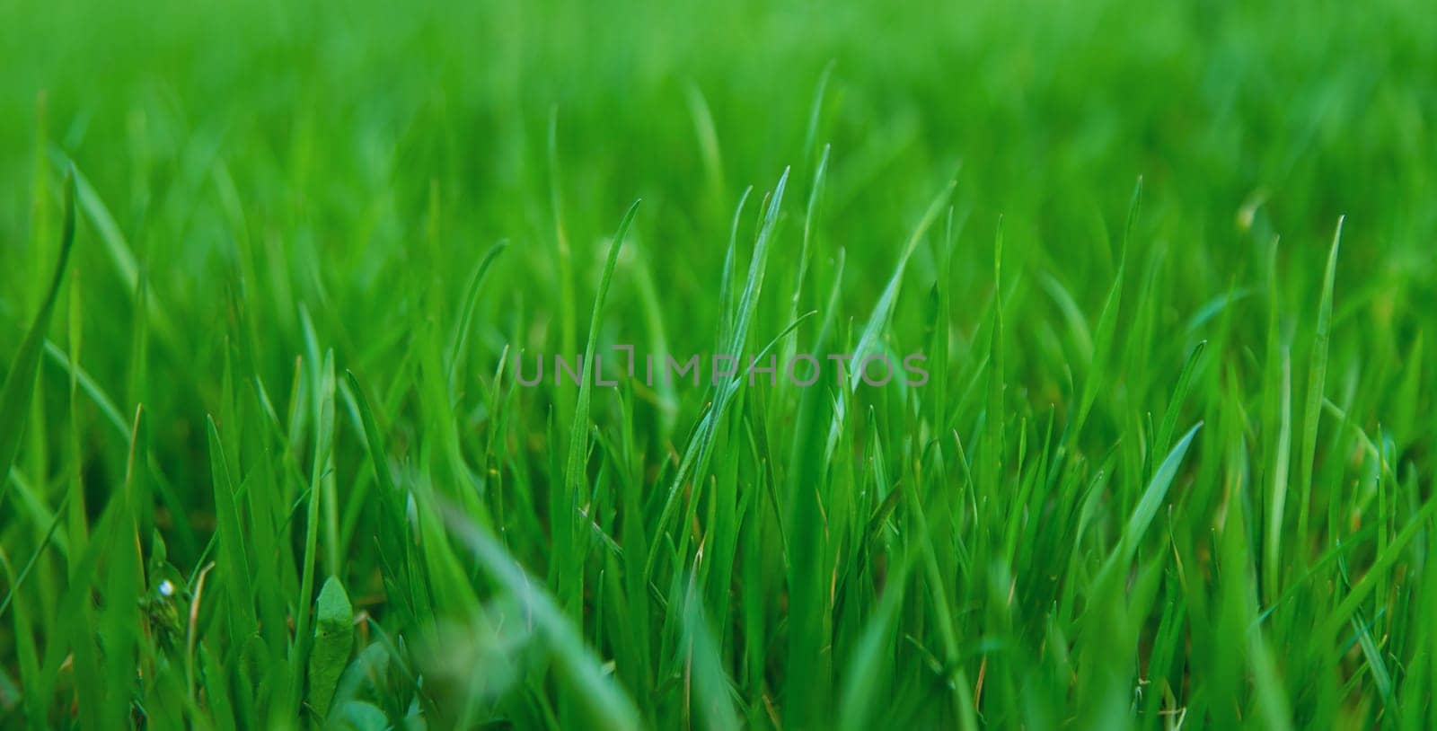 Lawn grass close-up in the yard. Selective focus. Nature.