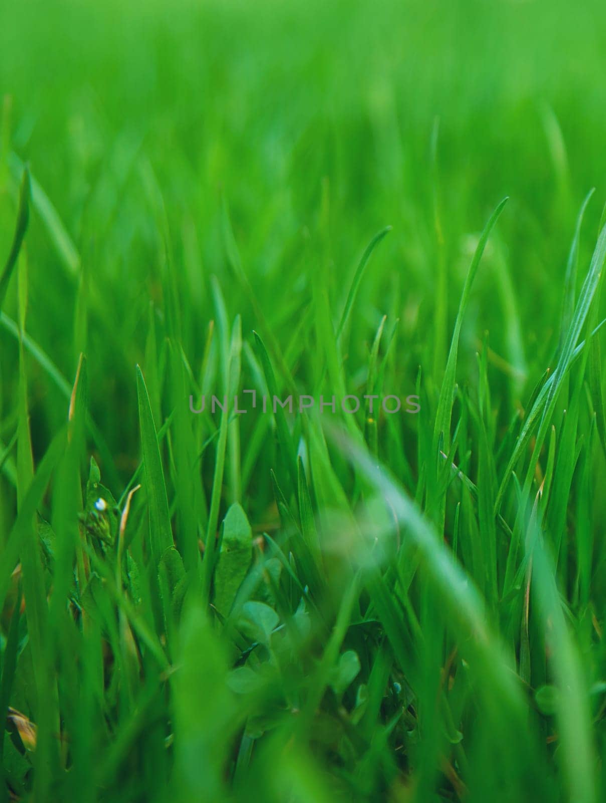 Lawn grass close-up in the yard. Selective focus. Nature.