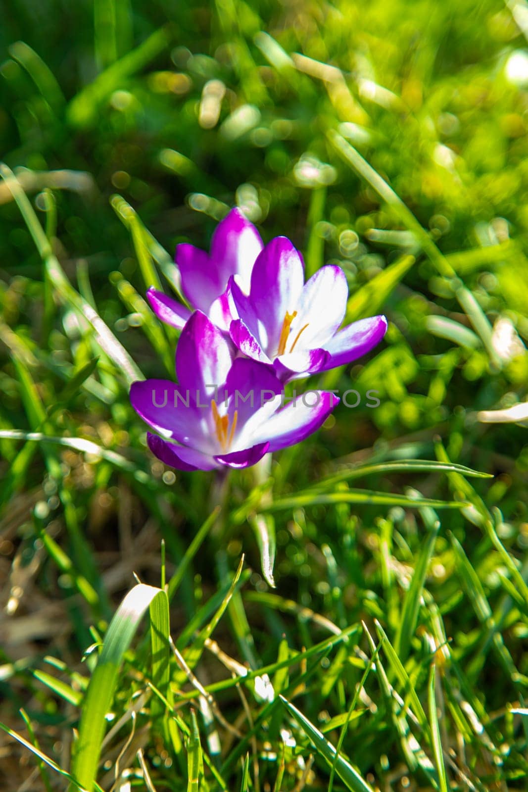 Crocuses bloom in spring. Selective focus. Nature.